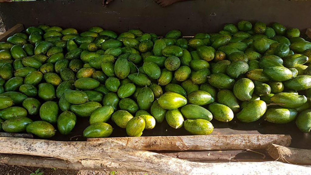 Mangos aus dem eigenen Garten des Thaulle Resorts