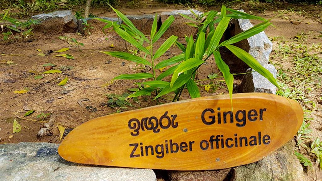 Nachhaltigkeit im Thaulle Resort durch Bio-Landwirtschaft und ressourcenschonendes Wirtschaften