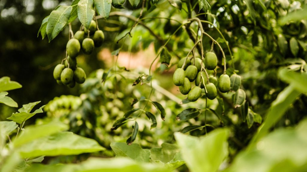 Nahaufnahme eines Astes mit vielen kleinen grünen Früchten auf der Bio Eco Farm im Thaulle Resort