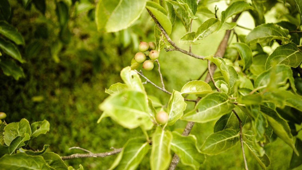 Nahaufnahme von grünen Blättern und Zweigen auf der Bio Eco Farm im Thaulle Resort