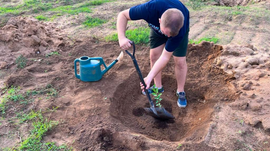 Person pflanzt oder setzt einen Baum in die Erde auf der Bio Eco Farm im Thaulle Resort
