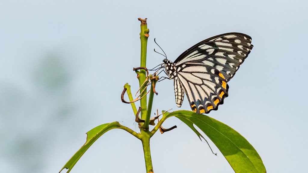 Schwarz-weißer Schmetterling sitzt auf einem grünen Pflanzenstängel vor hellem Hintergrund im ayurveda Bio-Garten des Thaulle Re