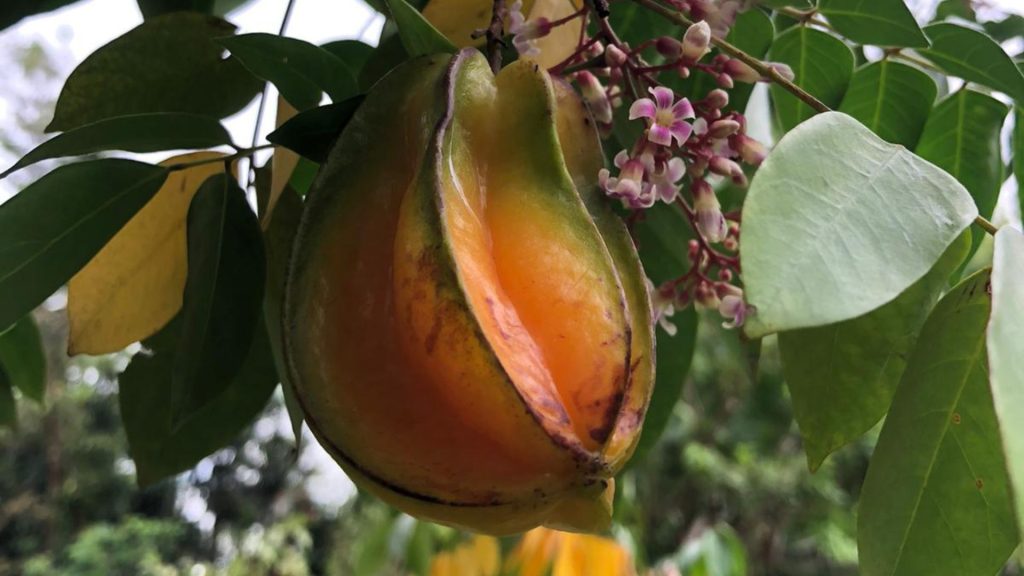 Tropische Frucht am Baum in Nahaufnahme auf der Bio Eco Farm im Thaulle Resort