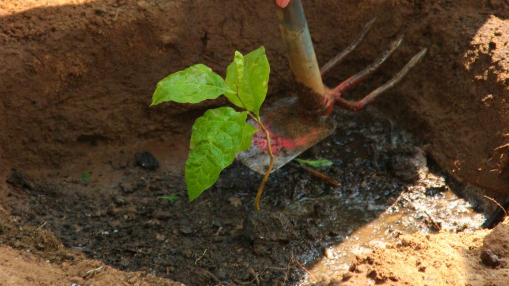 Tropischer Selbstversorger-Garten mit Zutaten für die tägliche Ayurveda-Ernährung
