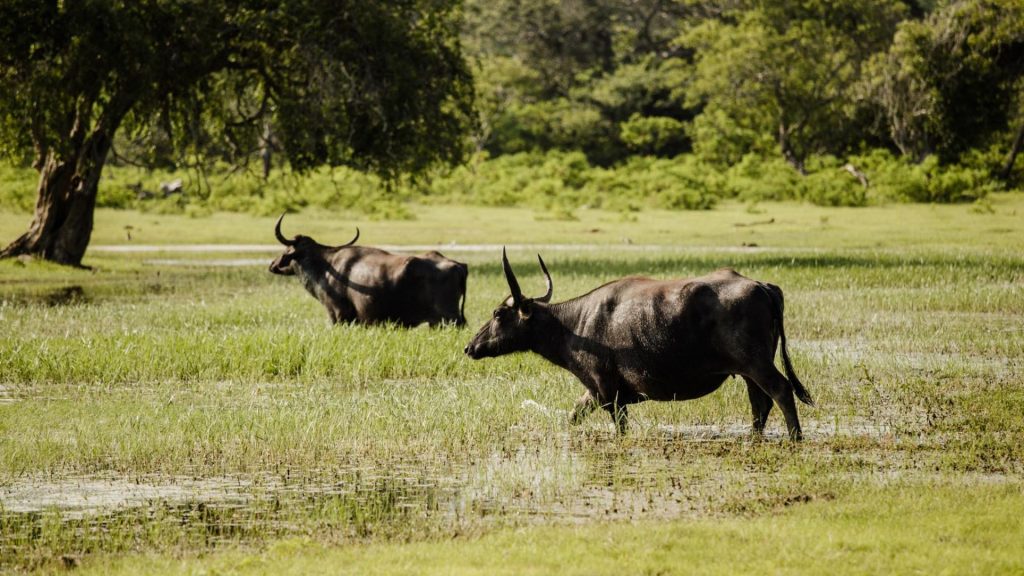 Wasserbüffel auf grüner Ebene in der Yala-Region, Sri Lanka