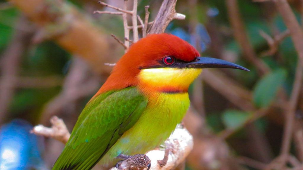 Wilde Begegnungen auf einem Ausflug in den Yala Nationalpark - Ayurveda Hotel Sri Lanka