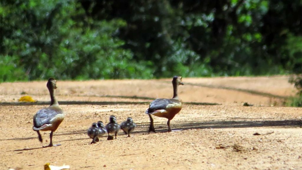 Wilde Vögel vom Thaulle Resort entdecken