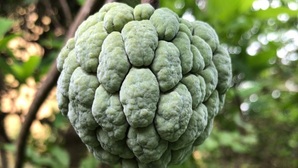 Zuckerapfel (Annona) in Nahaufnahme, reifend auf der Bio Eco Farm im Thaulle Resort