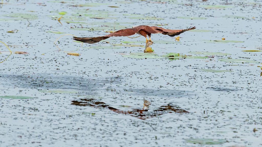 Zwei Wasservögel fliegen dicht über die ruhige Wasseroberfläche des Yoda Lakes beim Thaulle Resort