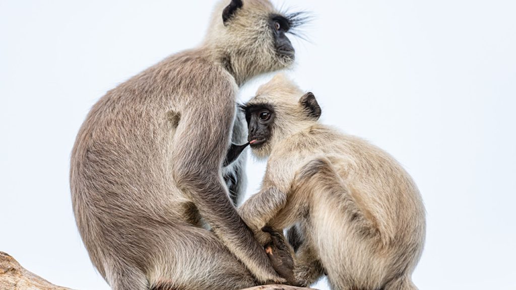 Zwei graue Languren sitzen eng beieinander vor hellem Hintergrund im Yala Nationalpark - nur 30 Minuten entfernt vom Thaulle Res