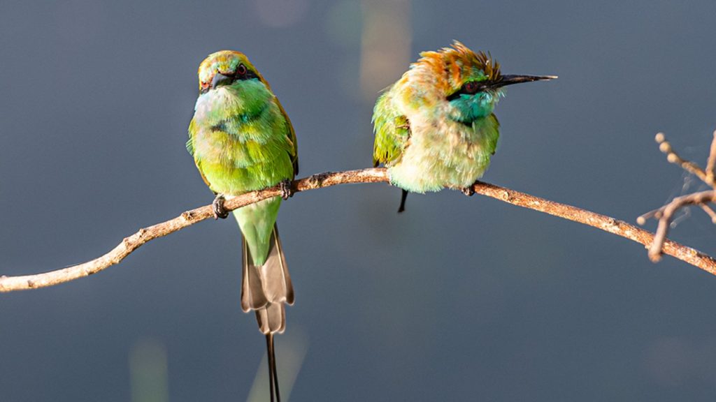 Zwei grüne Vögel sitzen nebeneinander auf einem dünnen Ast im warmen Licht im eigenen Bio Garten des Thaulle Resorts Sri Lankas