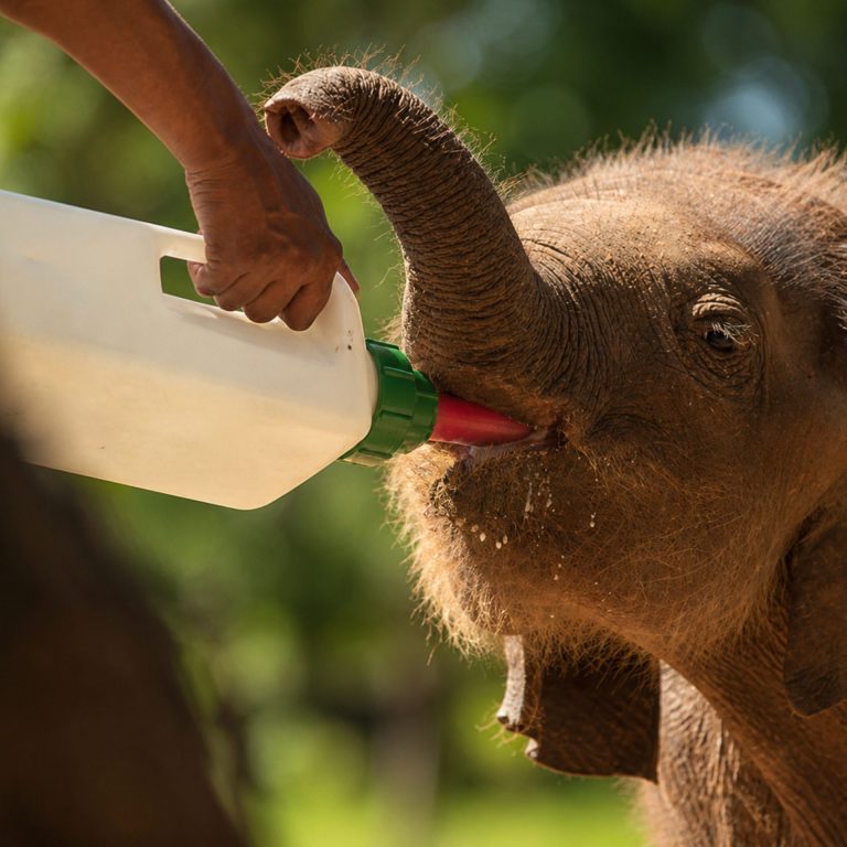 Elefantenbaby wird in Sri Lanka mit einer Flasche gefüttert