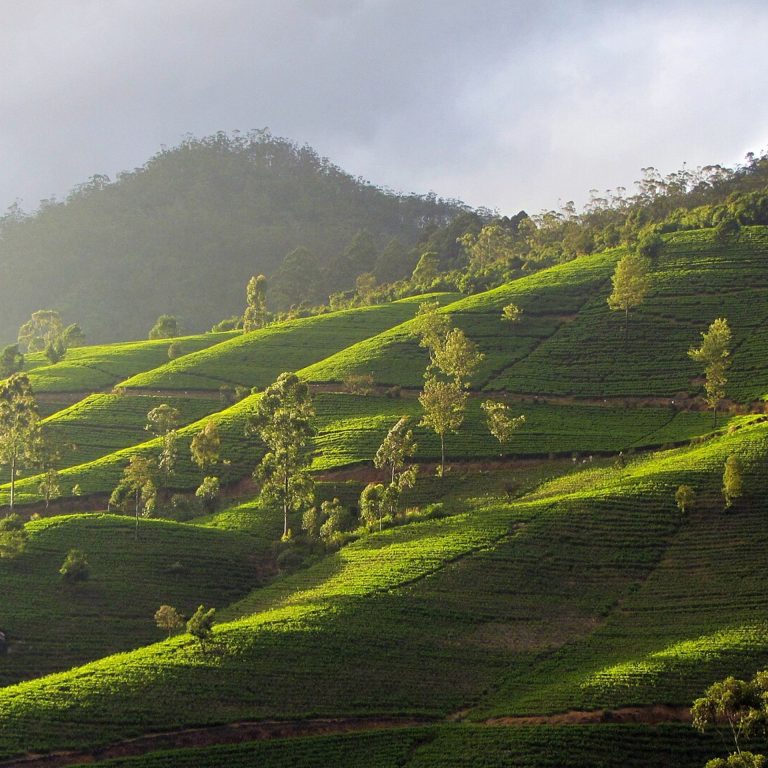 Nanuoya Sri Lanka