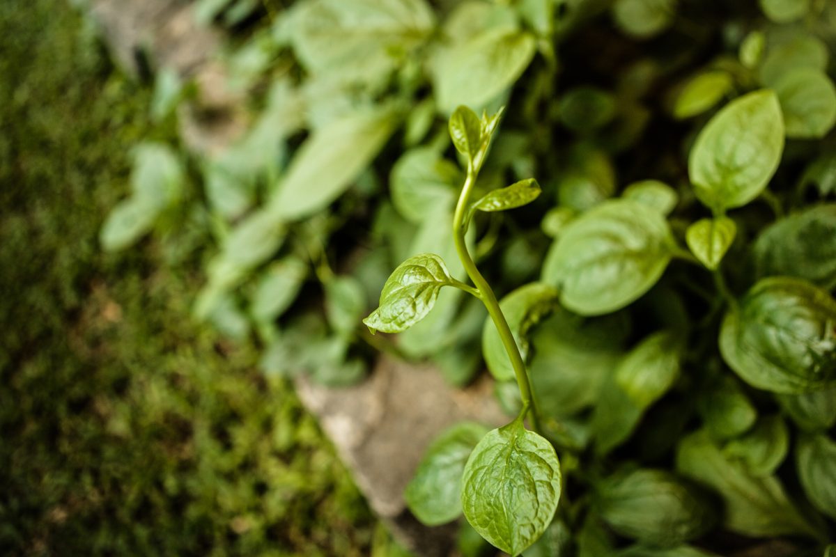 Eigene Bio-Farm