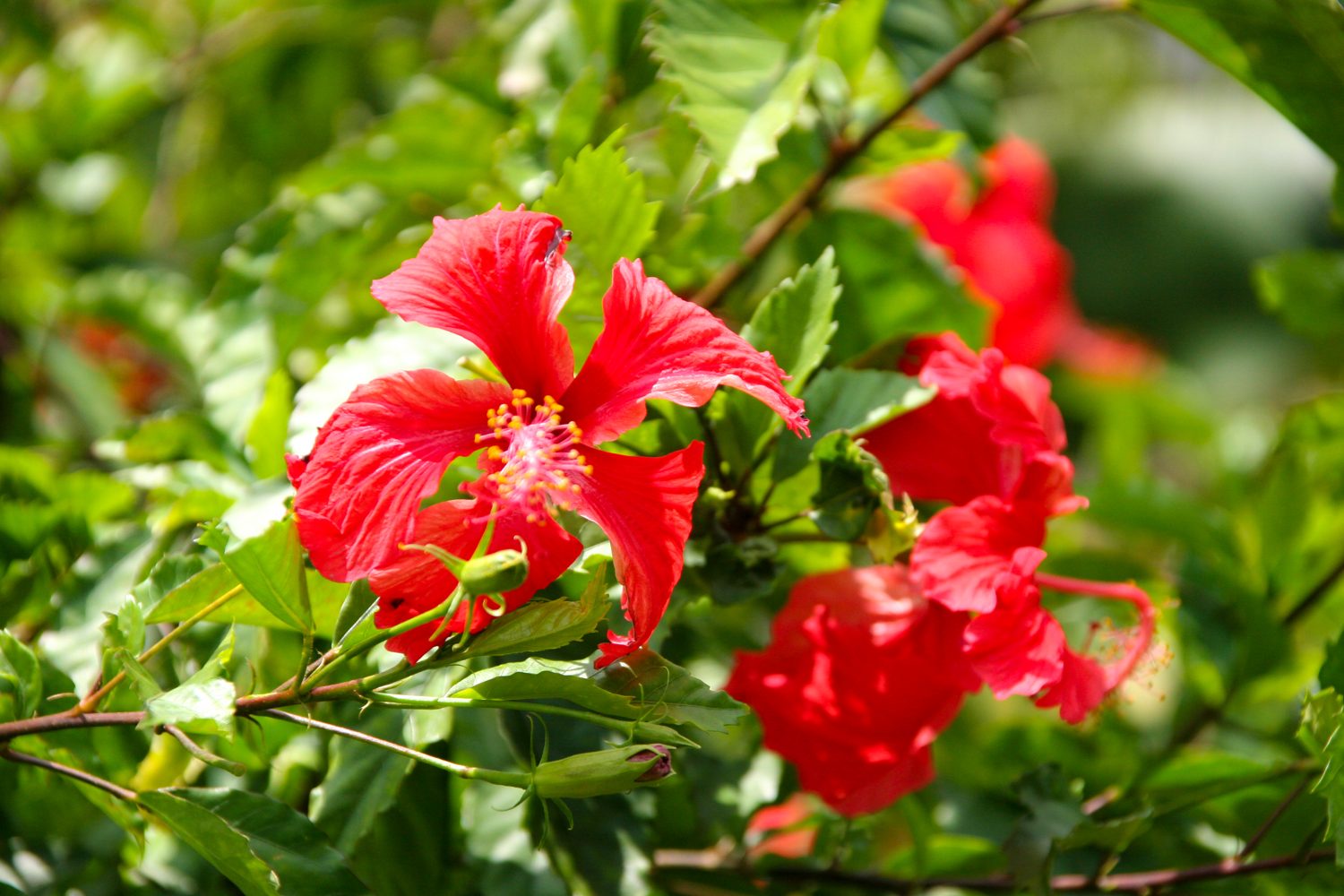 Hibiskus im Resortgarten