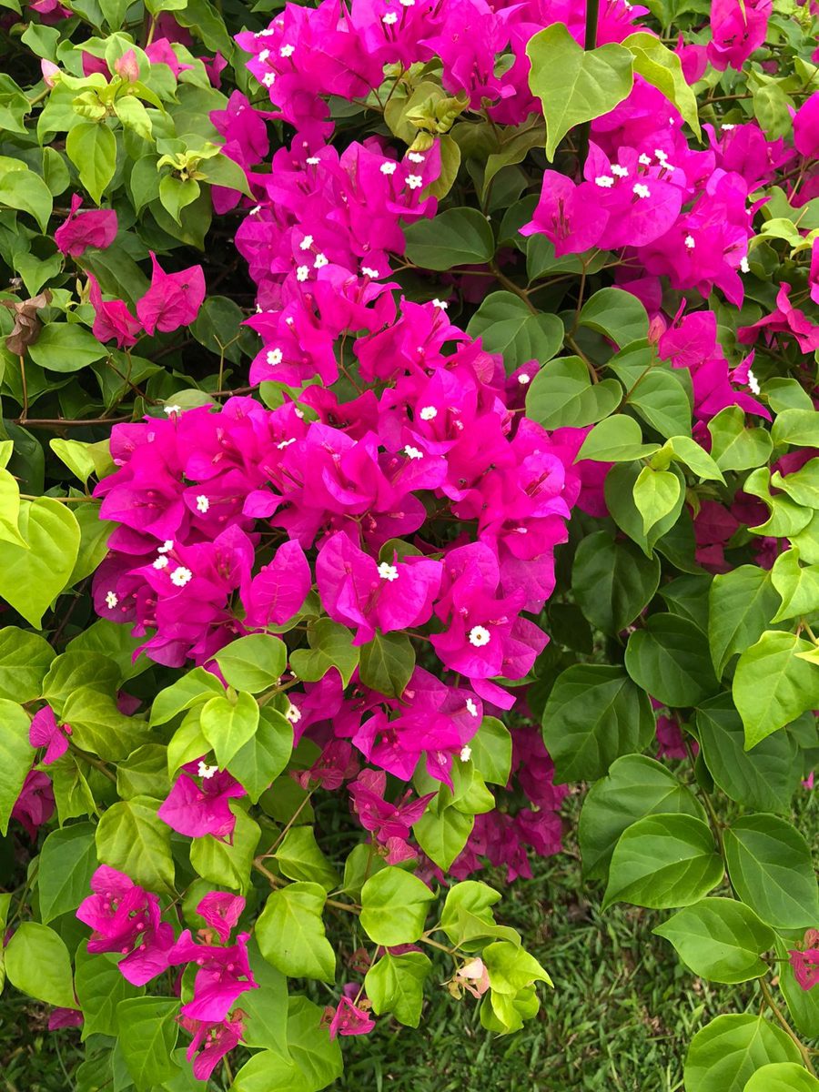 Bougainvillea